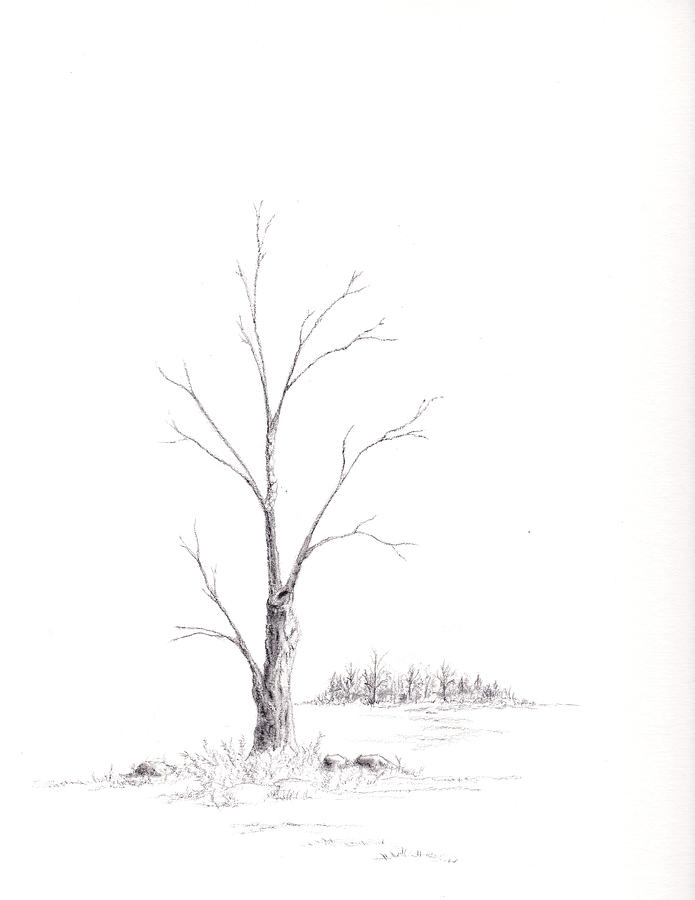 695x900 Winter's Tree Drawing By Steven Powers Smp