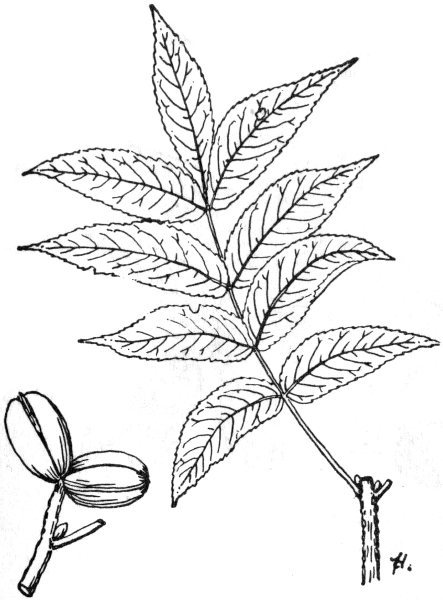 443x600 Forest Trees Of Texas, How To Know Them, By Texas Forest Service