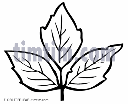 450x367 Free Drawing Of Leaf Elder Tree Bw From The Category Climate