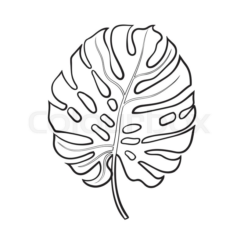 800x800 Full Fresh Leaf Of Monstera Palm Tree, Sketch Style Vector