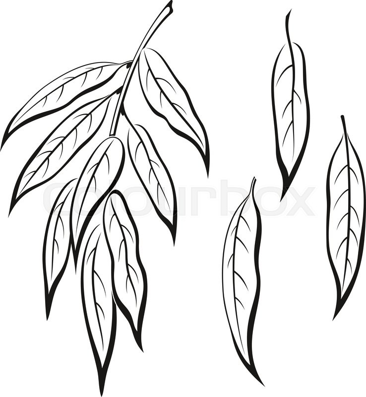 738x800 Set Of Plant Pictograms, Willow Tree Leaves, Black On White