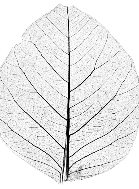 588x800 Tree Leaf Close Up Stock Photo Colourbox