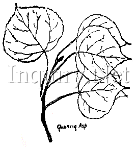 267x288 Trees Of The Ne