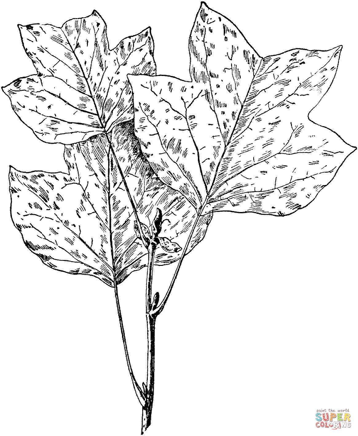1165x1417 Tulip Tree Leaves Coloring Page Free Printable Coloring Pages
