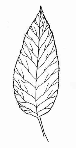 260x507 Viburnum Leaves