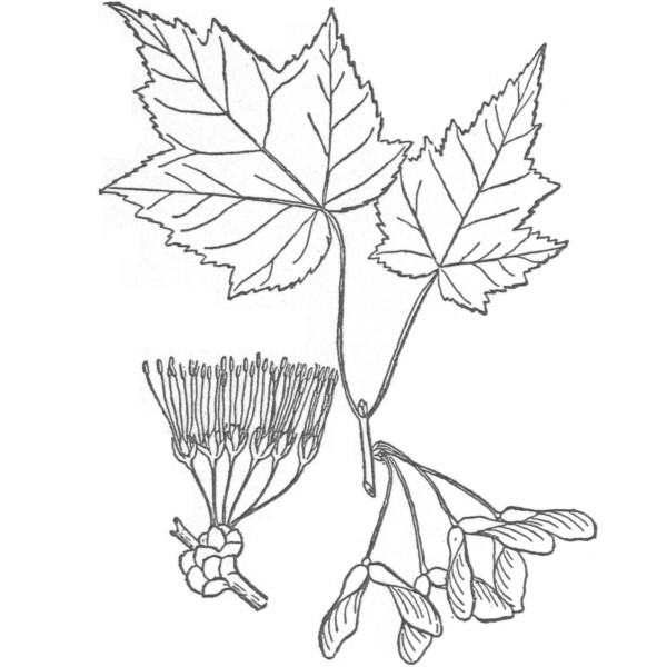 600x600 Drawn Leaf Maple Tree