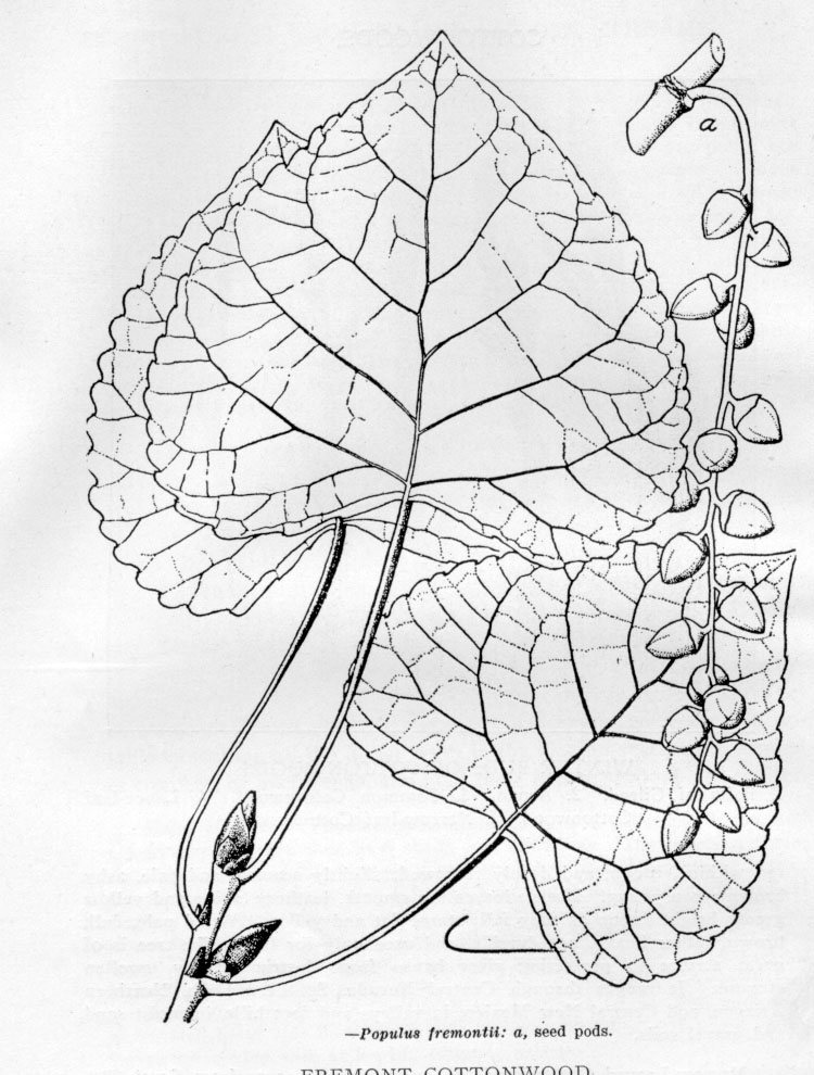 750x990 Emigration Creek Project Trees