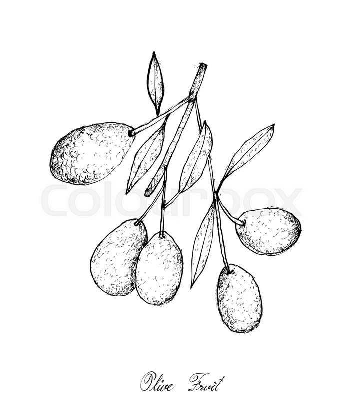 702x800 Fruit, Illustration Of Hand Drawn Sketch Delicious Fresh Olives