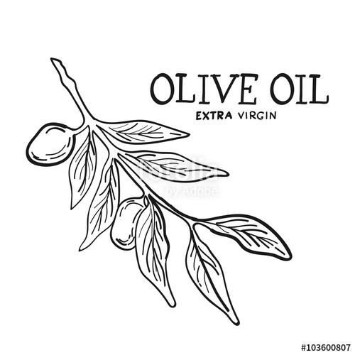 500x500 Hand Drawn Sketch Of Olive Tree Brunch With Leaves And Olives
