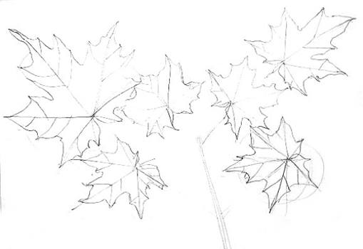 509x350 How To Draw A Maple Tree Branch With Leaves
