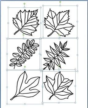286x350 Leaf Clipart Types Of Tree Leaves Line Drawings By Not Your