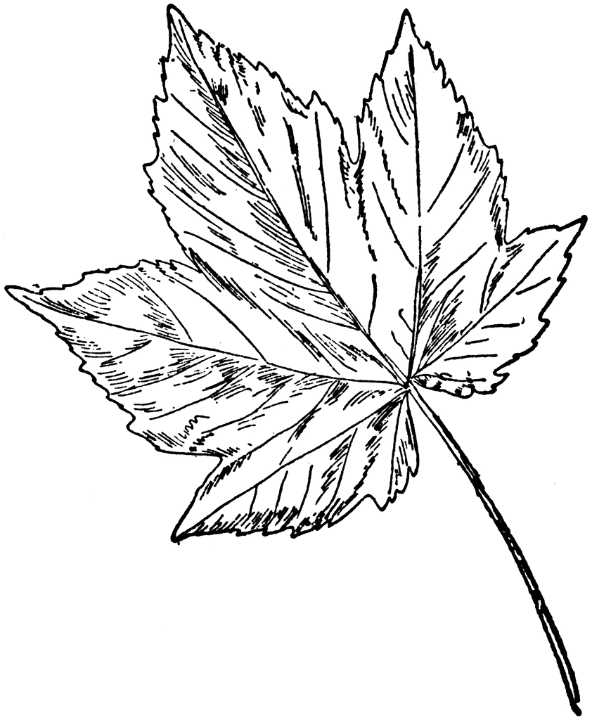 842x1024 Leaf Clipart Sycamore Tree