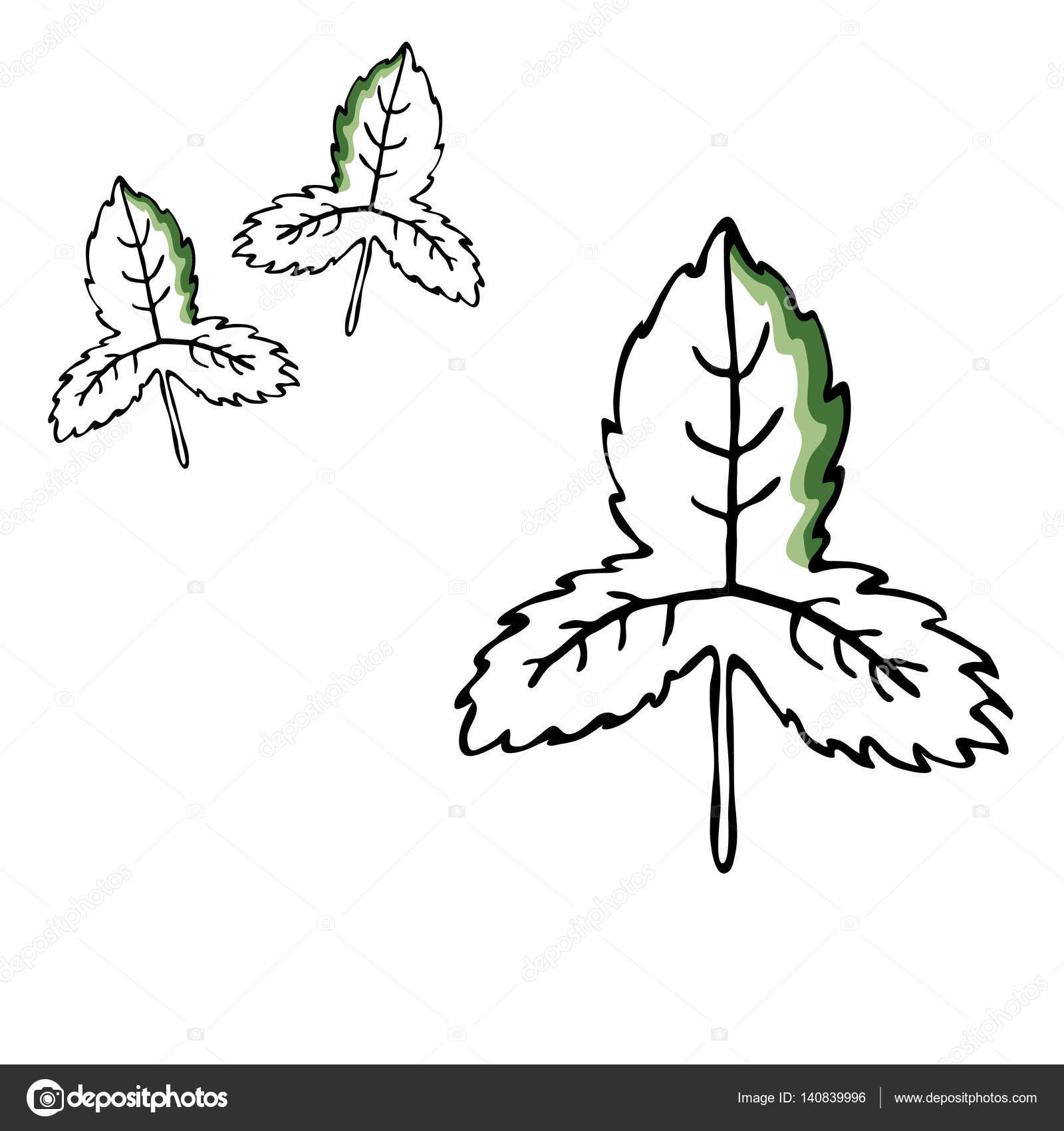 1600x1700 Leaf Vector Drawing Set. Isolated Tree Leaves. Herbal Engraved