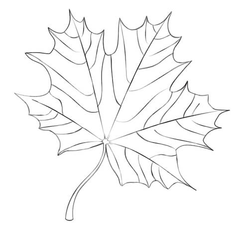 480x469 Maple Leaf Coloring Page From Maples Category. Select From 23894