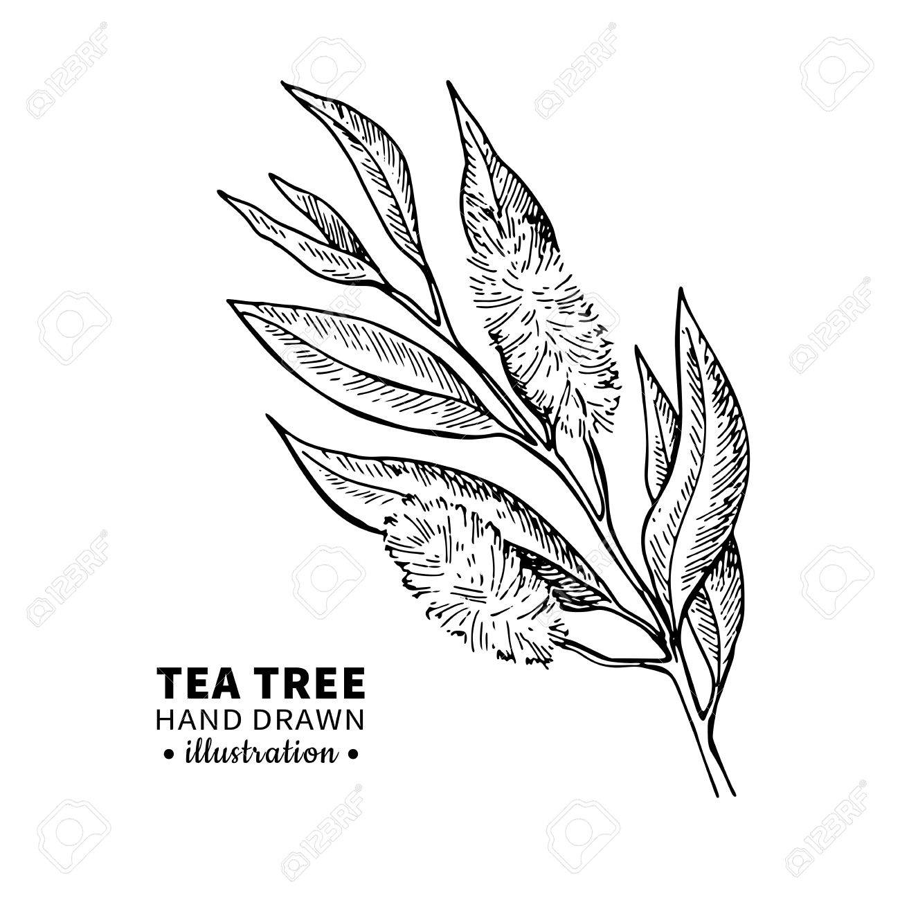 1300x1300 Tea Tree Vector Drawing. Isolated Vintage Illustration Of Medical