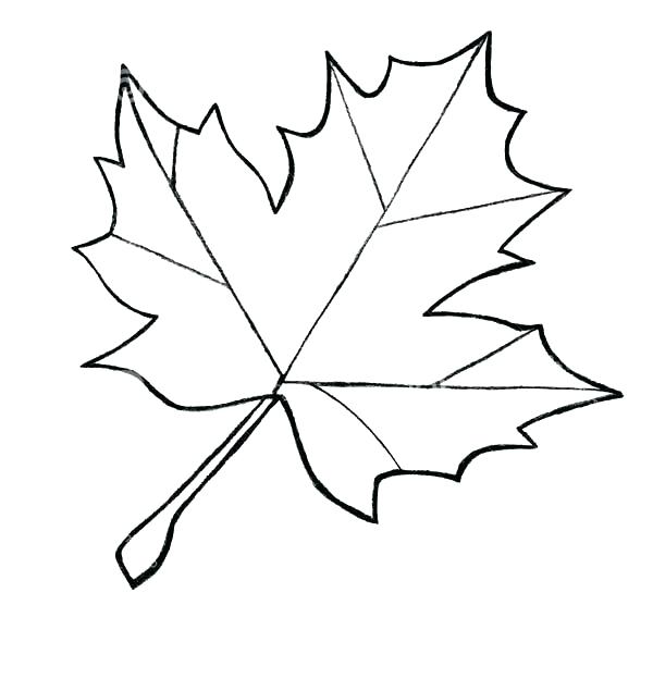 600x624 Toronto Maple Leafs Coloring Pages Leaf Color Page Sugar Maple