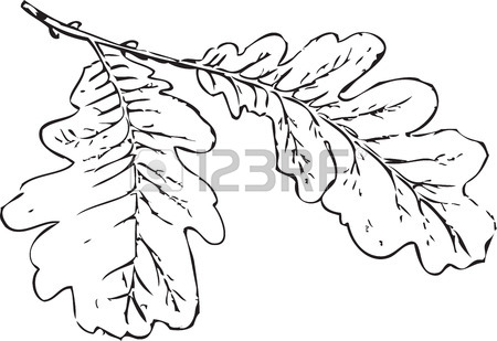 450x309 Tree Branch Oak Leaves Tree Schedule Drawing Sketch Image