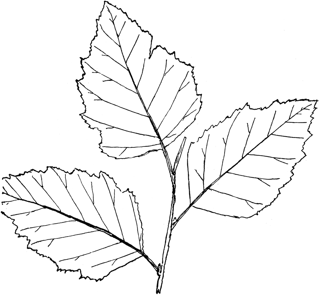 1024x950 Birch Leaf Drawing
