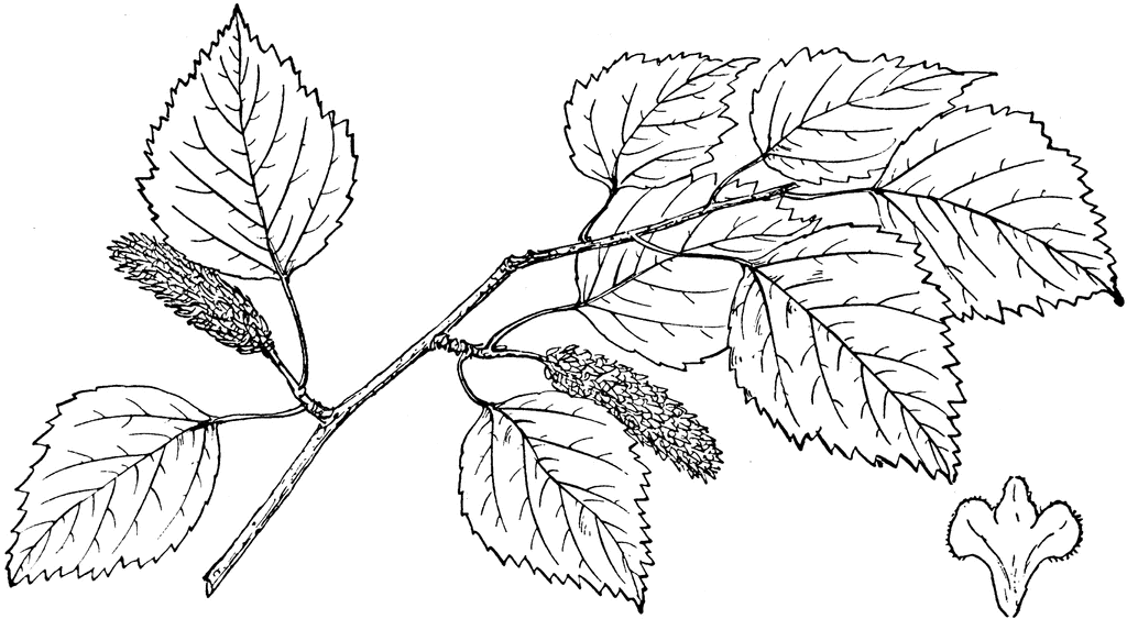 1024x563 Birch Tree Leaves Drawing