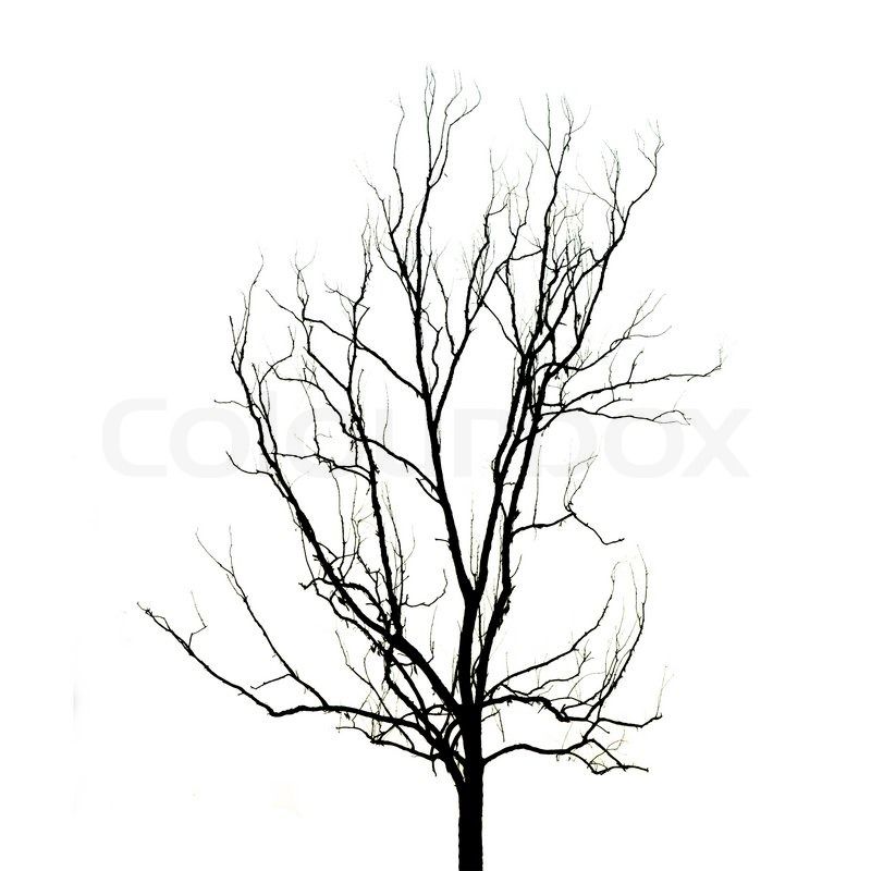 800x800 Tree Without Leaves Silhouette Collection