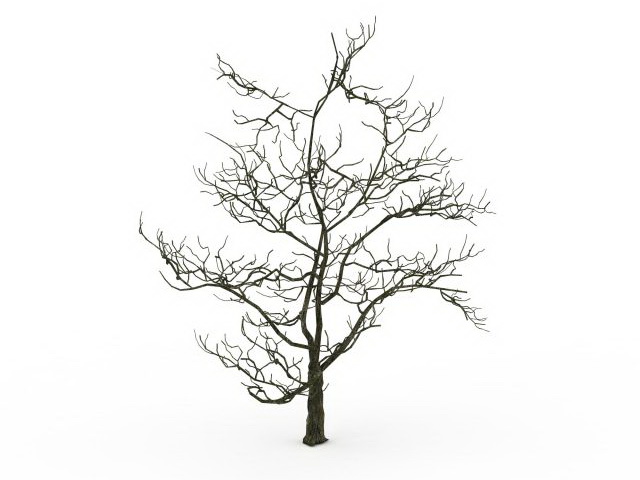 640x480 Old Tree In Winter 3d Model 3ds Max Files Free Download