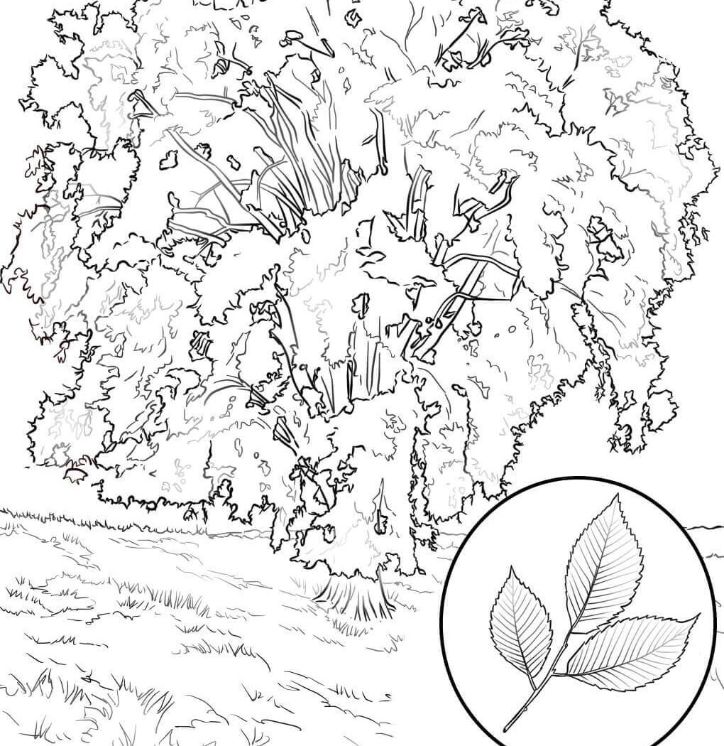 1020x1050 Texas State Tree Coloring Page Free Printable Pages Kids Fall Big