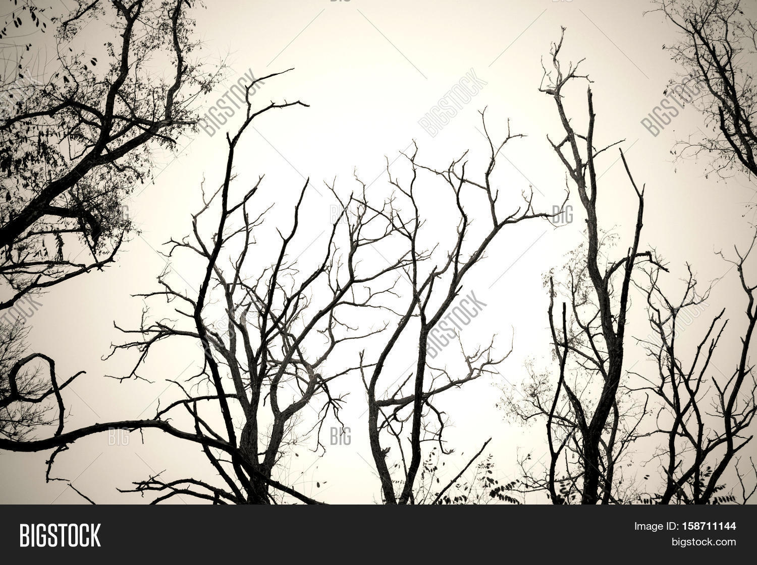 1500x1121 Tree Branches No Leaves Black White Image Amp Photo Bigstock