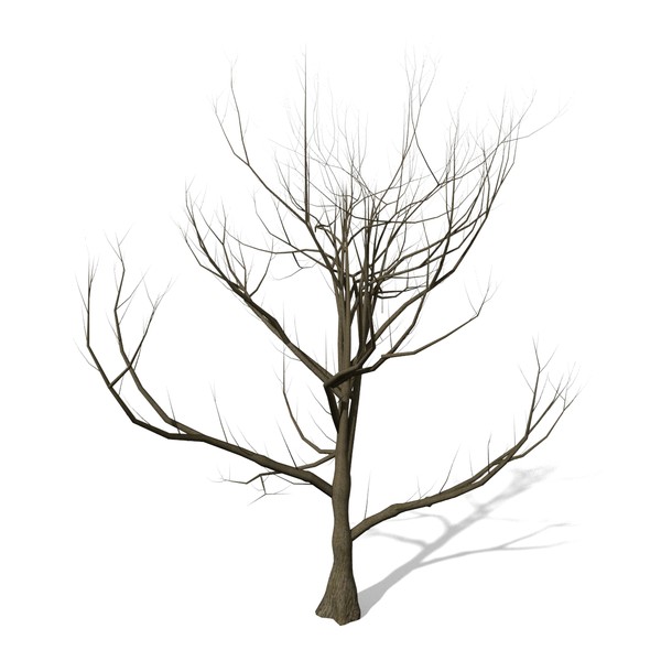 600x600 Tree Without Leaves Clipart