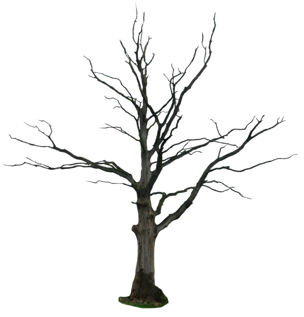 600x626 Dead Tree Png By Gd08