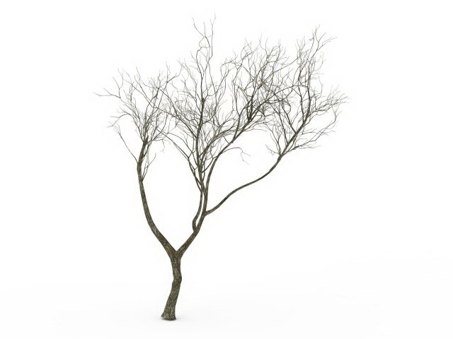 640x480 Bare Tree 3d Model 3ds Max Files Free Download