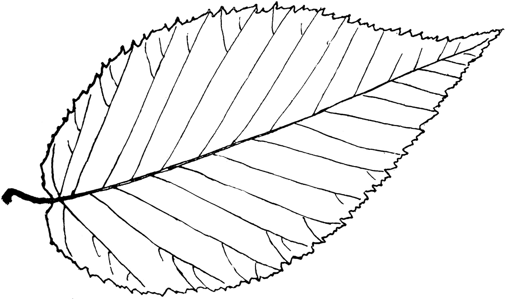 1024x605 Leaf Outline Tree Outline With Leaves Clipart 2