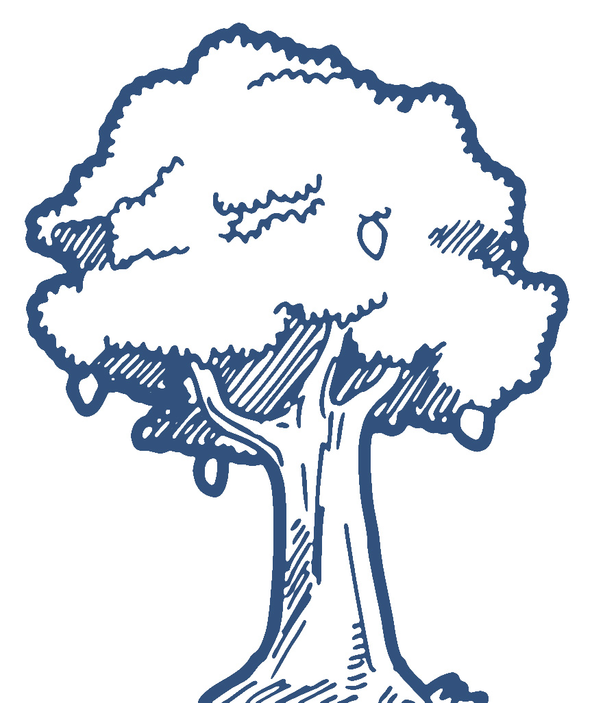 864x1026 Mango Tree Outline Drawing