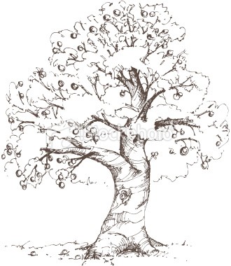 330x380 Gallery Mango Tree Pencil Drawing,