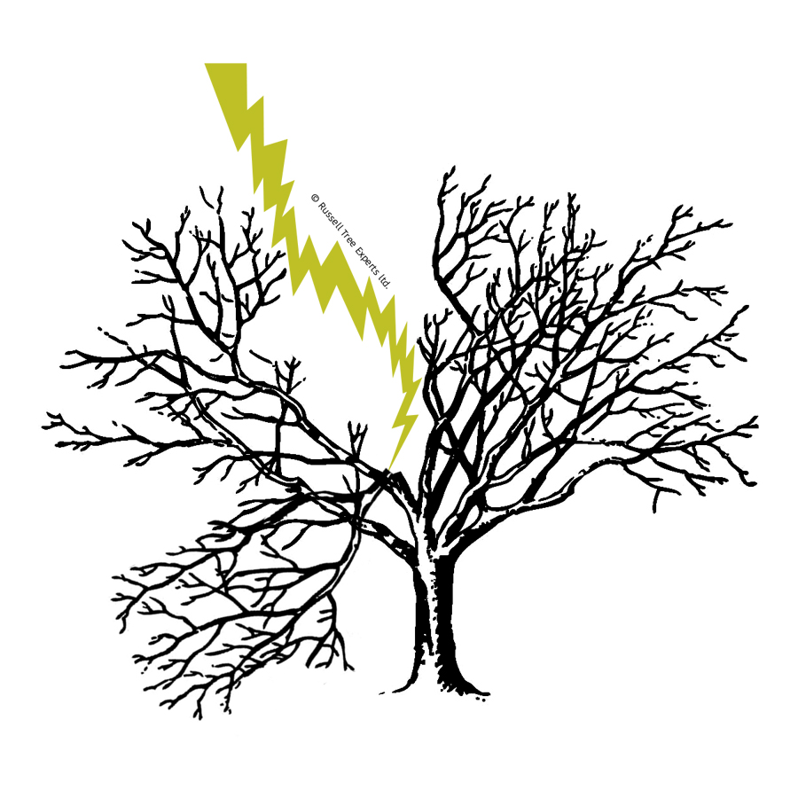 900x900 Russell Tree Experts Arbor