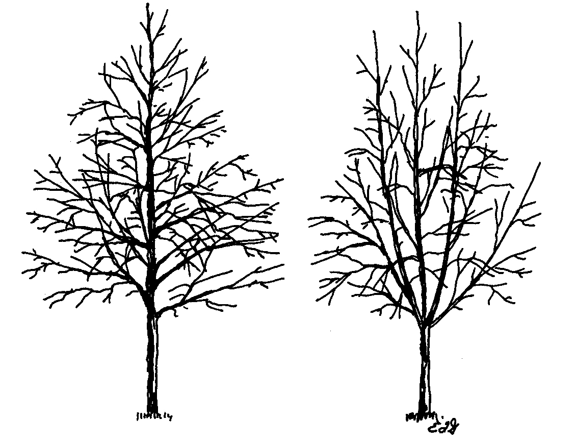 1128x872 The Last Mile Proper Tree Planting For Successful Projects