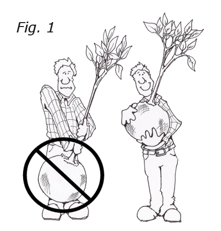 450x470 Tree Planting Instructions