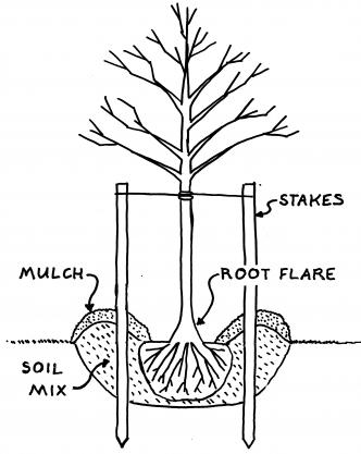 Tree Planting Drawing at GetDrawings | Free download