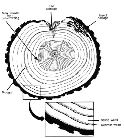 Tree Ring Drawing at GetDrawings | Free download