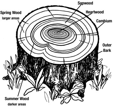 Tree Ring Drawing at GetDrawings | Free download