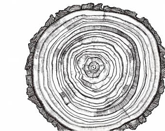 Tree Ring Drawing at GetDrawings | Free download