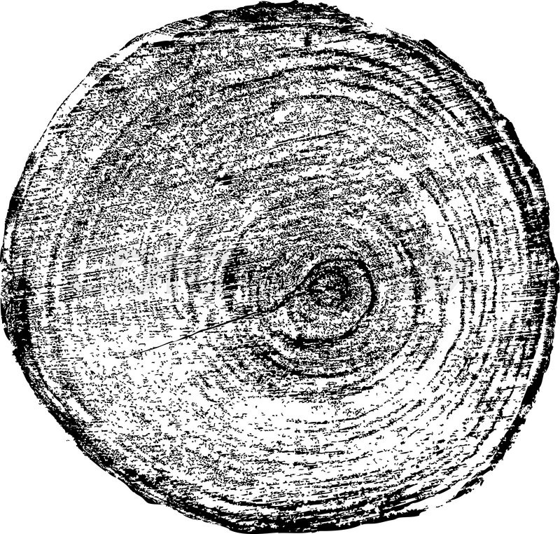 800x762 Tree Rings Saw Cut Tree Trunk Background. Vector Illustration