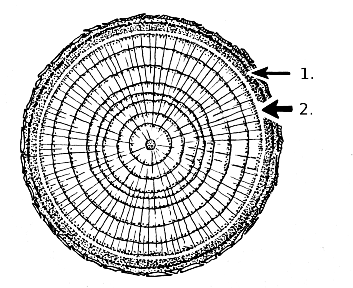 1200x979 Tree Trunks
