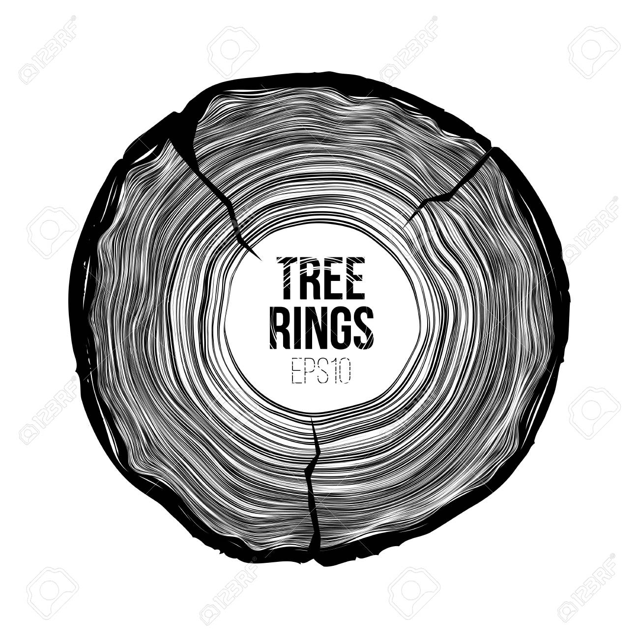 1300x1299 Vector Tree Rings Slice With Crack. Annual Life Texture. Woodgrain