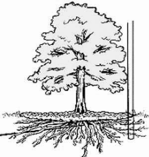 300x317 Tree Amp Utility Conflicts Sumter Emc