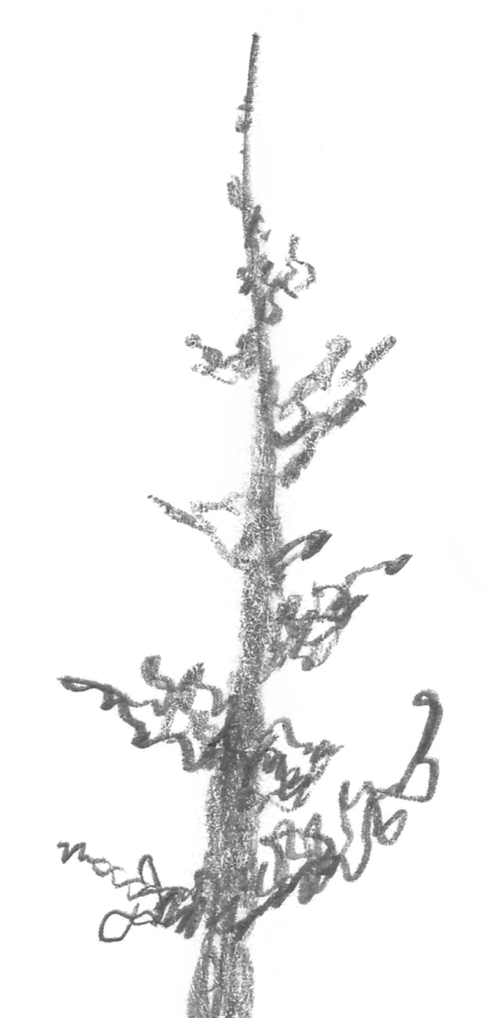 700x1457 3.2.a2 Squirkle A Realistic Spruce Tree