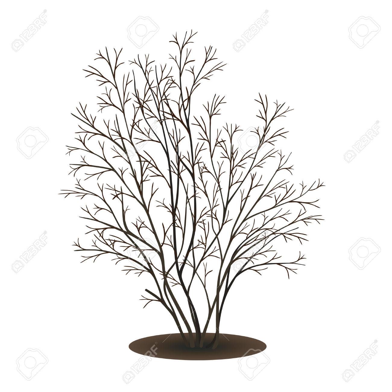1300x1300 Bush With Shadow Without Leaves On White Background Royalty Free