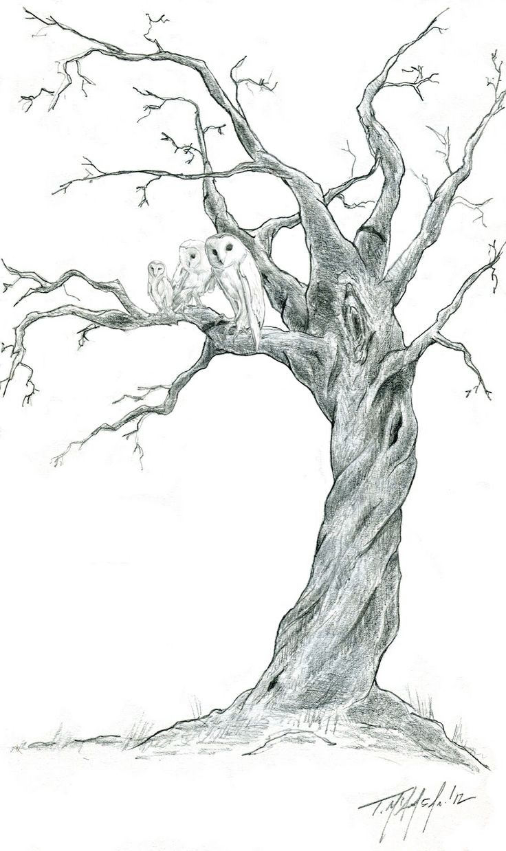 736x1238 Drawn Branch Old Dead Tree