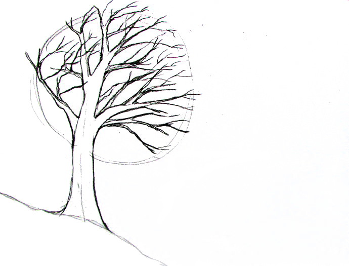 690x525 How To Draw A Tree