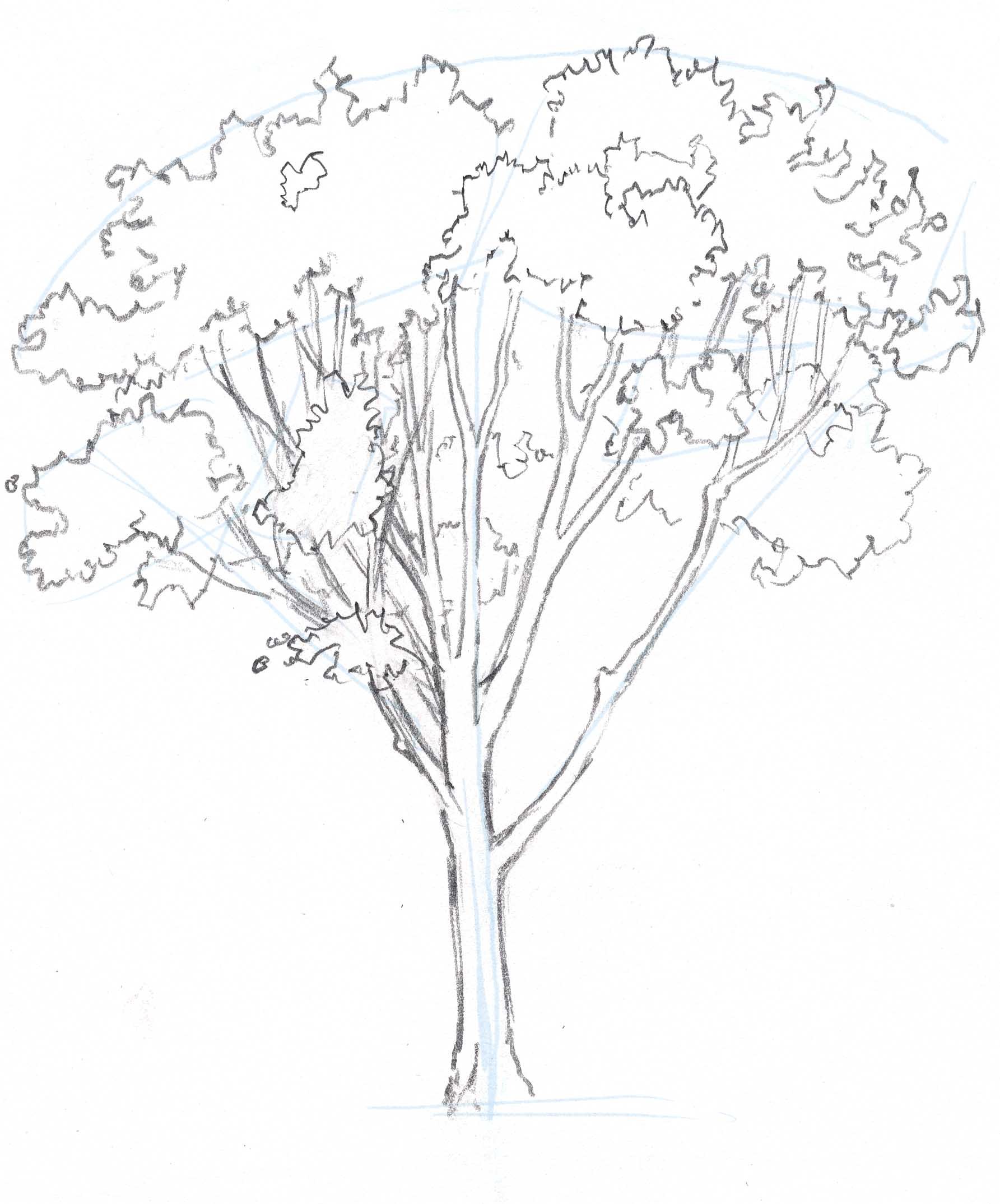 Tree Shadow Drawing at GetDrawings | Free download