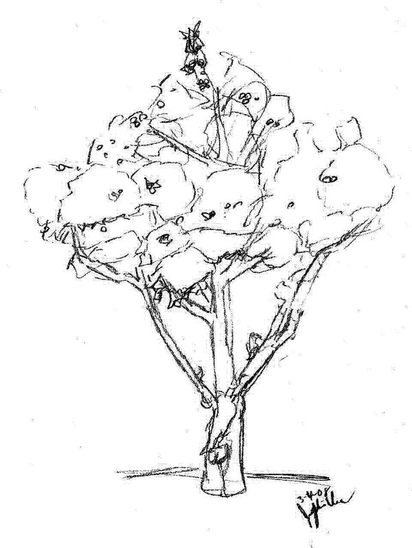 600x798 Kumquat Tree Sketch By Shadowtiger0502